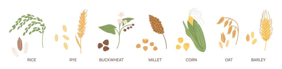 Fotobehang Cereal grains. Agriculture seeds and plants. Vegetarian nutrition. Different farm crops. Buckwheat and rice. Ear of corn. Barley harvest. Millet stems. Oat and rye. Garish vector set © VectorBum