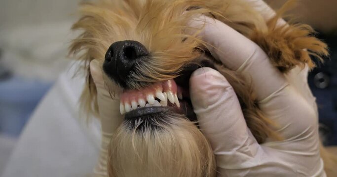 The veterinarian will examine your puppy's teeth before removing them. The puppy still has baby teeth that need to be removed. Preparing a puppy for the removal of baby teeth.