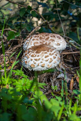 Set of mushrooms from the Macrolepiota family