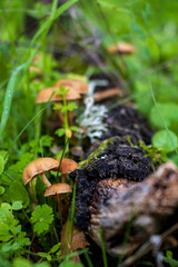 Set of small Marasmius oreades mushrooms on a tree trunk