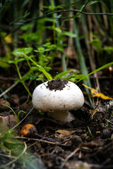 Small mushroom Agaricus fissuratus with soil on top