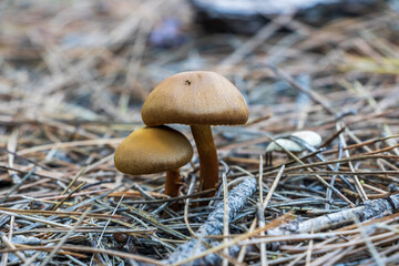 Small mushrooms in the pine forest