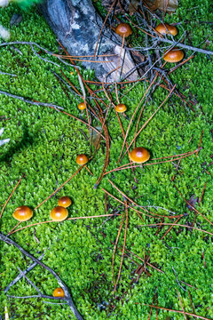 Set of small Marasmius oreades mushrooms on moss