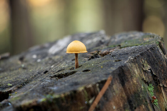 small mushroom Galerina marginata on a cut log