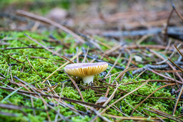 Small mushrooms in the pine forest