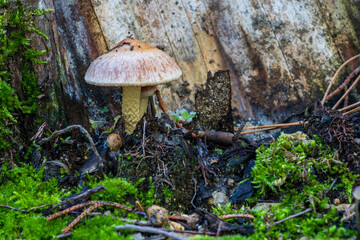 Small mushroom next to a log