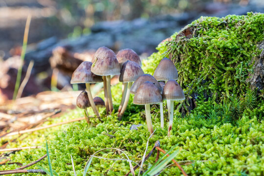 Set of Panaeolus papilionaceus mushrooms on moss