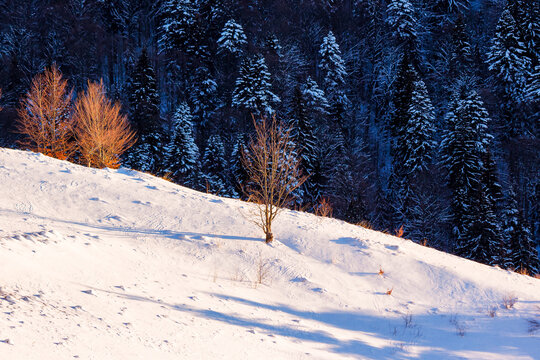 leafless trees on the snow covered hill in morning light. frozen coniferous forest in the distance