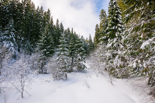 scenery with snow covered glade among fir forest. winter landscape of synevyr national park ukraine