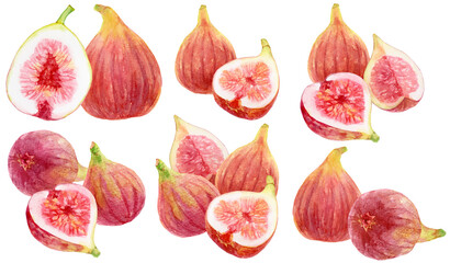 さまざまなイチジクのカットイラスト　素材集　水彩画イラスト © 中沢アサカ /Aasaka Y