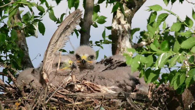 Common buzzard buteo buteo, in the wild. Chicks in the nest during the nesting season. Close up. Young chicks.