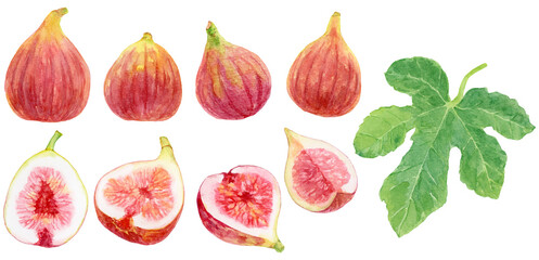 さまざまなイチジクの実　素材セット　水彩画イラスト