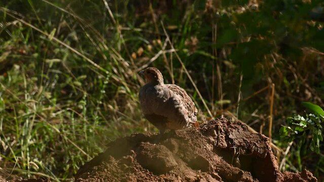 Partridge. Grey Partridge. Perdix perdix. Close up. The partridge walks away. Slow motion.