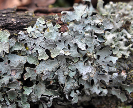 Parmelia sulcata is a species of lichen of the genus Parmelia (Parmelia) of the Parmeliaceae family.o