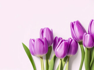 Purple tulips in a isolated purple pastel background. With space for text. Generative AI