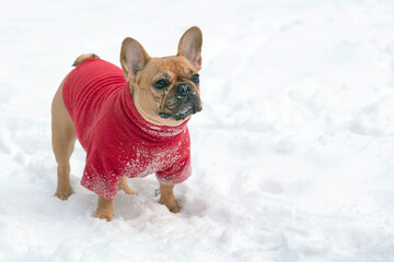 A dog of the French bulldog breed plays in the snow in a winter park.
