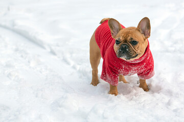 A dog of the French bulldog breed plays in the snow in a winter park.