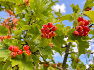 the fruits of red viburnum ripened on the tree