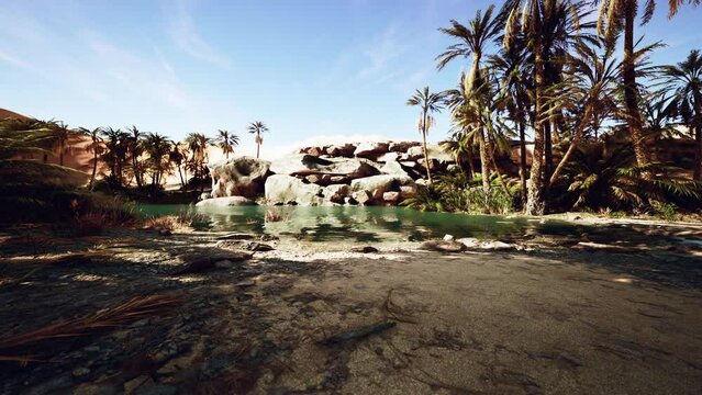 Fantasy pond oasis in a palm forest