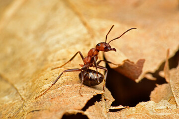 red angry ant on a leaf_8