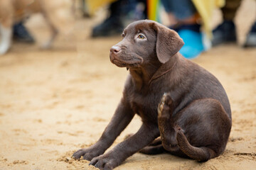 A funny Labrador puppy sits on the sand close-up.