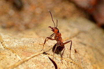 red angry ant on a leaf_6