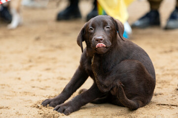 A funny Labrador puppy sits on the sand close-up.