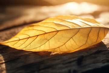 A detailed close-up of a single leaf resting on a wooden surface. This image can be used to showcase the beauty of nature or as a background for environmental or botanical themes.