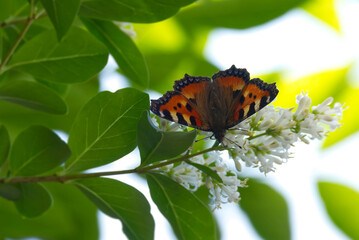 Small Tortoiseshell Butterfly (Aglais urticae) sitting on a flowering hedge in Zurich, Switzerland