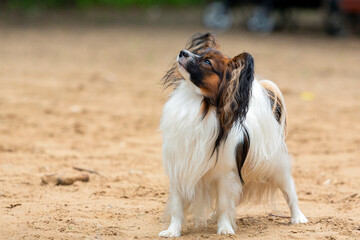 A Papillon dog plays on a sandy field