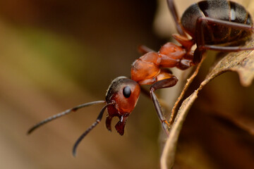 red angry ant on a leaf_2