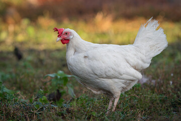 white loose chicken outdoor in the grass