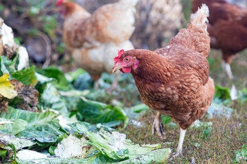 Portrait of a young brown hen pecking cabbage leaves in a free-range yard,