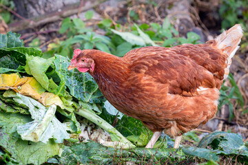 Portrait of a young brown hen pecking cabbage leaves in a free-range yard,