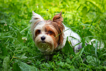 Yorkshire Terrier dog playing on a green meadow