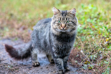 Naklejka na ściany i meble Country tabby cat walks through the village