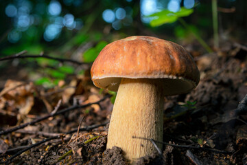 Big white mushroom in summer forest.