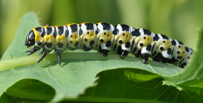 In nature, the plant caterpillars butterfly Cucullia (Cucullia) pustulata