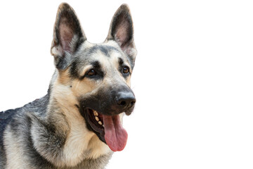Portrait of an eastern european shepherd. isolated on a white background