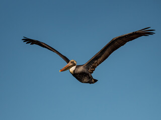 Pelican flying through the air