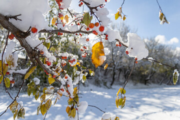 Red berries on a branch covered with white, flufy snow on a sunny day and a blue sky on the background