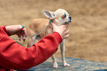 Small chihuahua dog posing at a dog show
