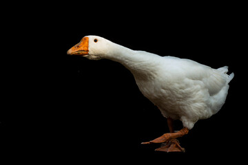 White goose on a black background