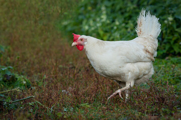 white loose chicken outdoor in the grass