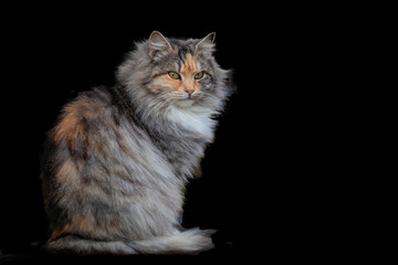 Fluffy Siberian cat close-up on a black background.