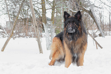 Long-haired German Shepherd close-up in winter against the background of snow.
