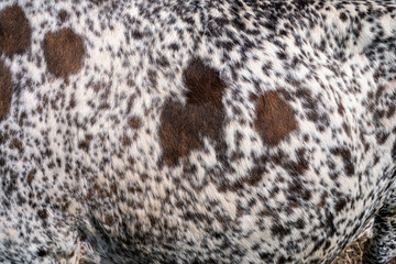 Abstract pattern with brawn black and white spotted cowhide. Cow fur or hair on skin. Cattle farm in Canada. - obrazy, fototapety, plakaty