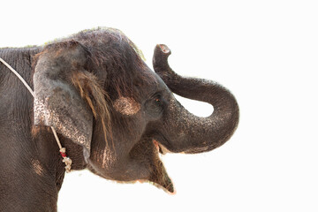 Naklejka premium Portrait of a baby elephant on a white background. Side view.