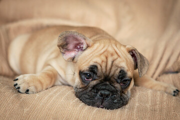 Baby French Bulldog basking in bed.