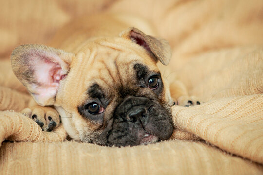 Baby French Bulldog basking in bed.